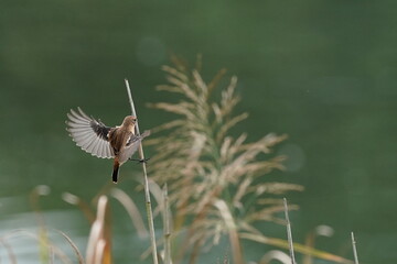 common stonechat in the reed field