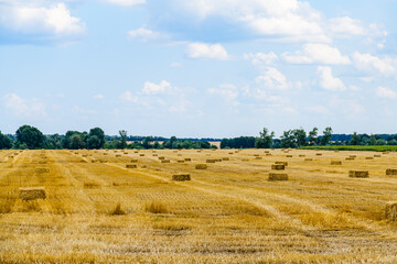 Bales of straw at the agricultural field. Agricultural concept