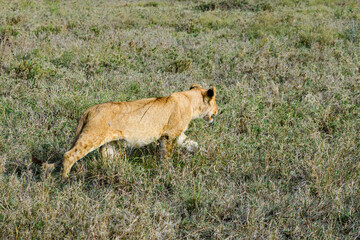 Lion cub walking in a grass. Serengeti national park, Tanzania