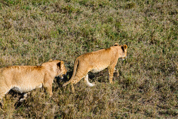 Lion cubs walking in a grass. Serengeti national park, Tanzania