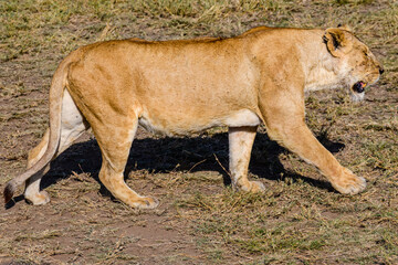 Fototapeta na wymiar Lioness walking in a grass. Serengeti national park, Tanzania