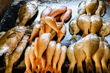 Different fish for sale at the fish market