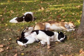 Homeless multicolored dogs are resting near the road with cars. Bright autumn day