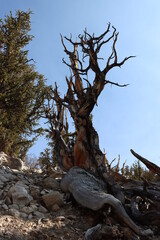 Ancient bristlecone pine