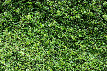 いちめんの葉っぱ　ワイヤープランツ　グラフィック素材