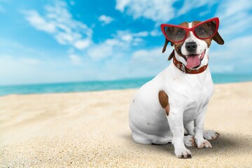 Naklejka na ściany i meble Lovely dog wearing funny sunglasses in summer