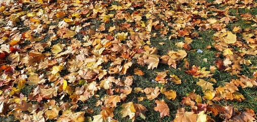 Fallen autumn leaves in the park. Yellow fallen maple leaves. Autumn background.
