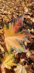 Fallen autumn leaves in the park. Yellow fallen maple leaves. Autumn background.