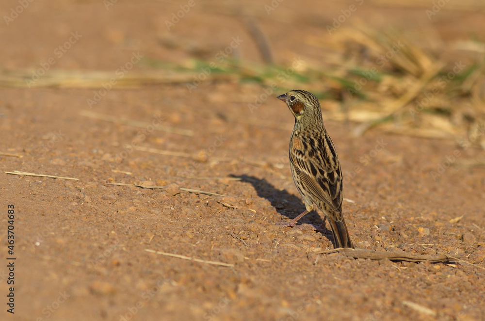 Poster chestnut eared bunting