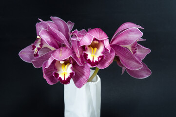  Pretty pink Cymbidium Orchid also known as Boat Orchid, in a Vase on black colored background...