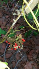 natureza para edi&ccedil;&atilde;o