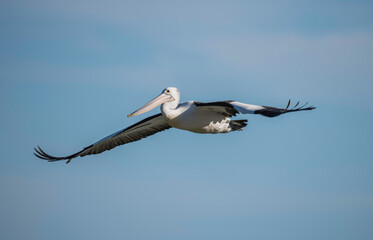 Pelican flying in the late afternoon blue sky