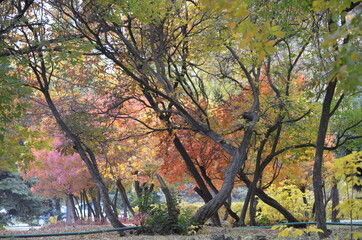 autumn in the park