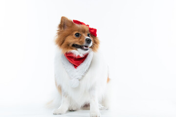 spitz com fantasia de natal e laço vermelho
