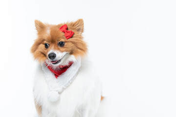 spitz com fantasia de natal e laço vermelho
