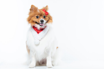 spitz com fantasia de natal e laço vermelho
