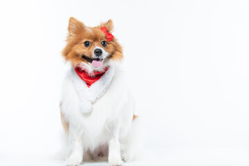 spitz com fantasia de natal e laço vermelho
