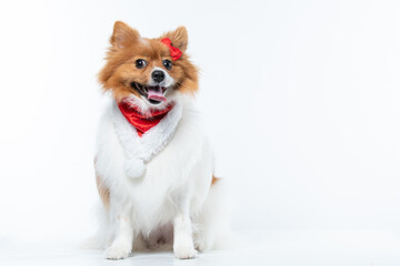 spitz com fantasia de natal e laço vermelho
