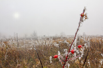 Foggy frosty morning in an autumn field and a branch of rose hips with red fruits covered with ice needles