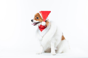 spitz com fantasia de natal e laço vermelho
