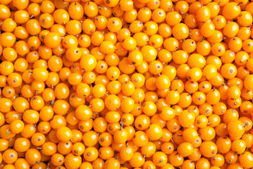 Sea buckthorn berries background. Fresh, juicy ripe, yellow berries close-up. Top view