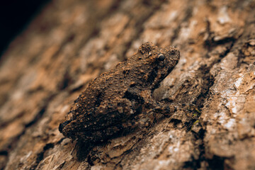 Closeup shot of a chameleon frog on the tree