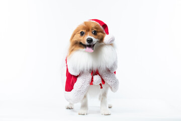 spitz com fantasia de natal e laço vermelho
