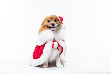 spitz com fantasia de natal e laço vermelho
