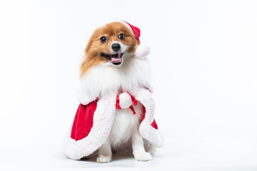 Cachorro spitz com fantasia de natal e manta vermelha