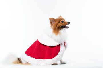 Cachorro spitz com fantasia de natal e manta vermelha