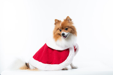 Cachorro spitz com fantasia de natal e manta vermelha