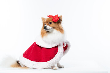 Fototapeta na wymiar Cachorro spitz com fantasia de natal e manta vermelha