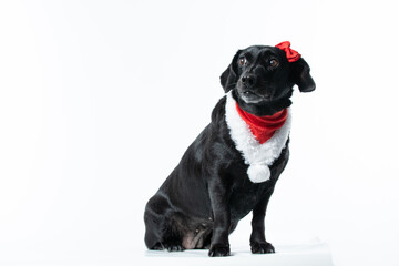 Cachorro preto com fantasia de natal