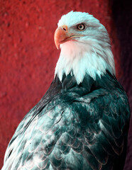 American Eagle with red background