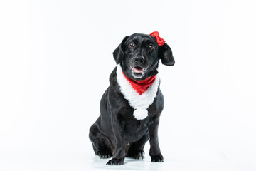 Cachorro preto com fantasia de natal e laço vermelho