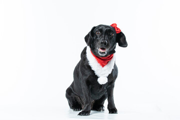 Cachorro preto com fantasia de natal e laço vermelho