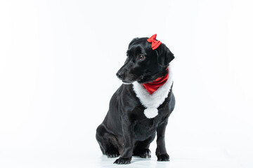 Cachorro preto com fantasia de natal e laço vermelho