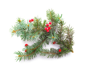 Fir branch and berries on white background