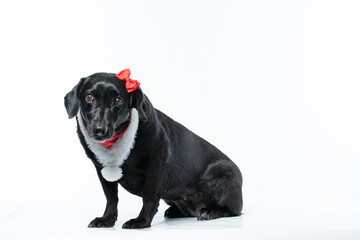 Cachorro preto com fantasia de natal e laço vermelho
