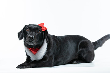 Naklejka premium Cachorro preto com fantasia de natal e laço vermelho