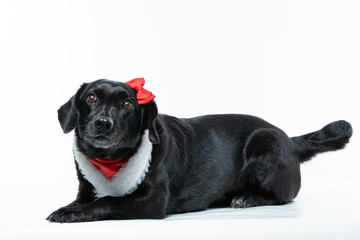 Cachorro preto com fantasia de natal e laço vermelho