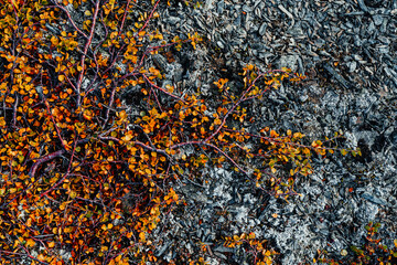 Vibrant-yellow Dwarf birches (Bétula nána)  in colorful autumn tundra. Tundra plants of the Polar...