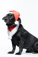 Cachorro preto com fantasia de natal