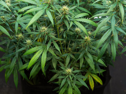 Flowering Mature Cannabis Plants In A Grow Room Closeup