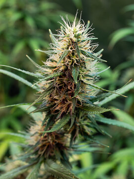 Close-up Shot Of A Flowering Mature Cannabis Plant