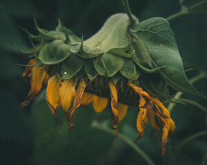 Fototapeta na wymiar ”Fading sunflower“