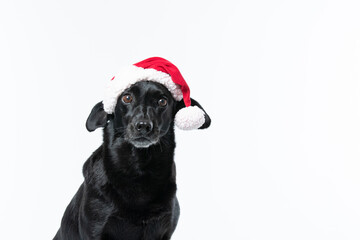 Cachorro preto com fantasia de natal