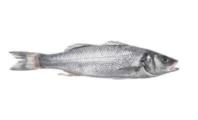 Fresh uncooked sea bass fish on white background