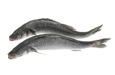 Fresh uncooked sea bass fish on white background
