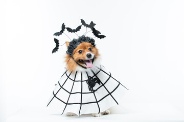 Cachorro com fantasia de morcego e teia de aranha Halloween